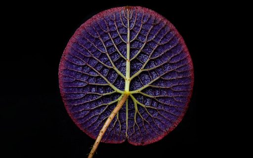 Foto artística da vitória régia da Amazônia (Chriss Cass, 2023)